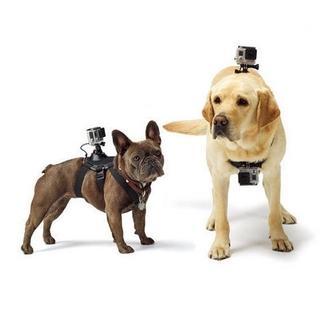 宠物用品大盘点 这些宝贝你入手了吗