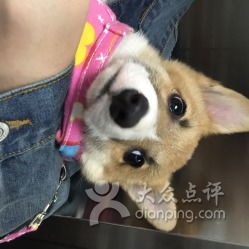 宠管家宠物用品店 打造专业、便捷的电子商务技术服务